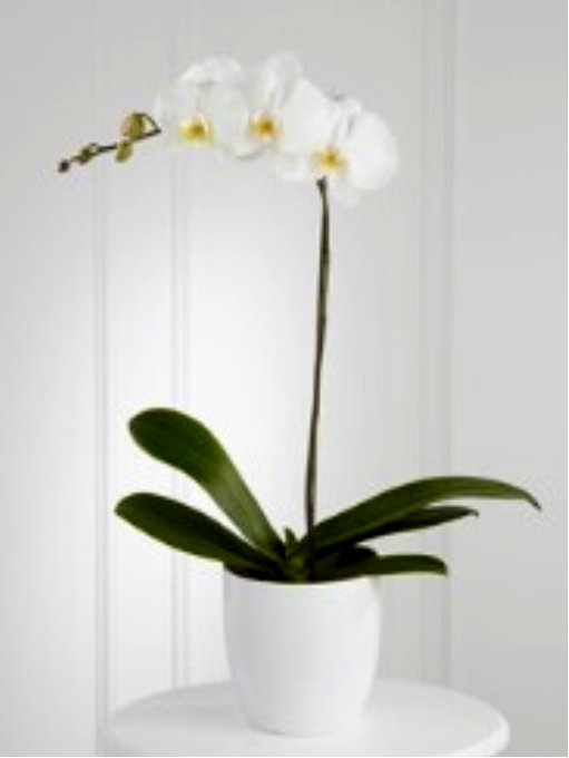 WHITE ORCHID PLANTER 